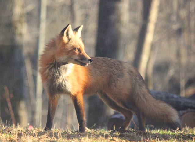 Red Fox in the Wild