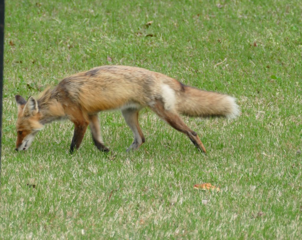 Red Fox