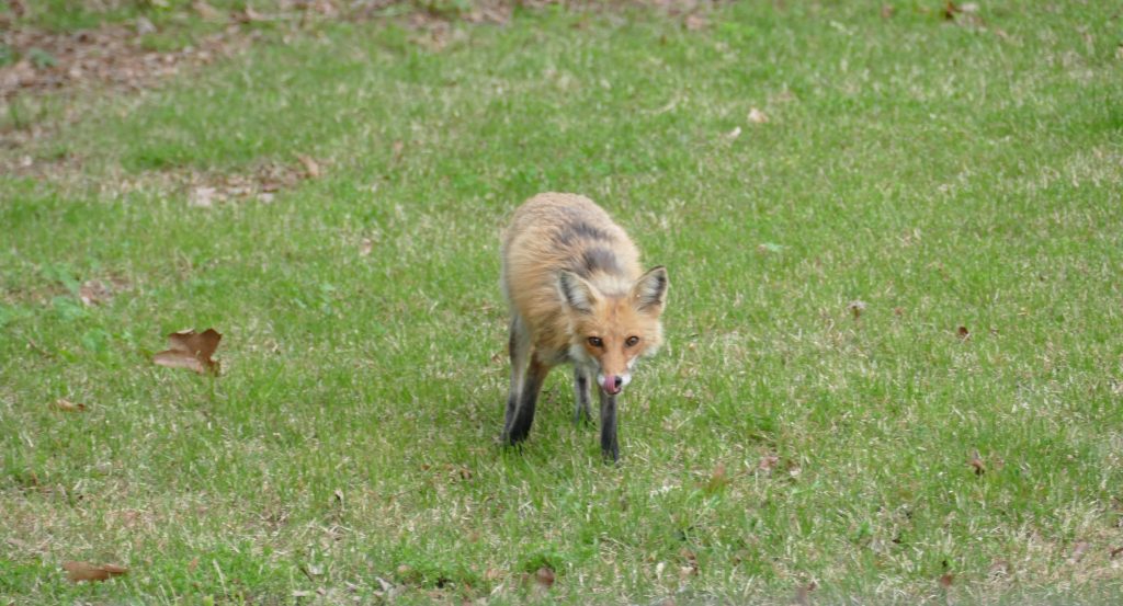 Red Fox