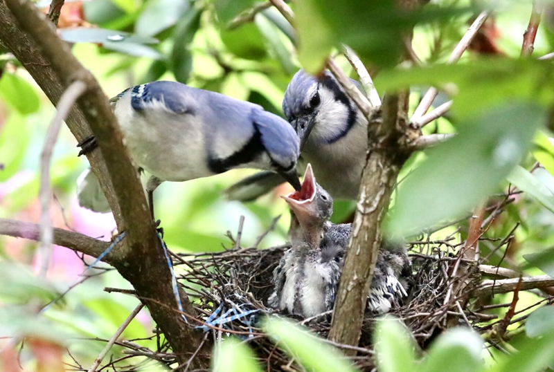 Interesting Facts About Blue Jays Willows Gold