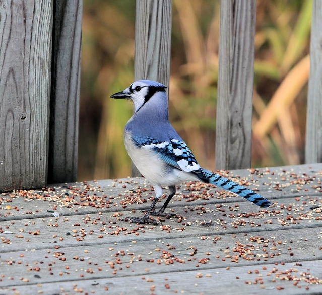 9 Fascinating Facts About Blue Jay Birds - The Fact Site