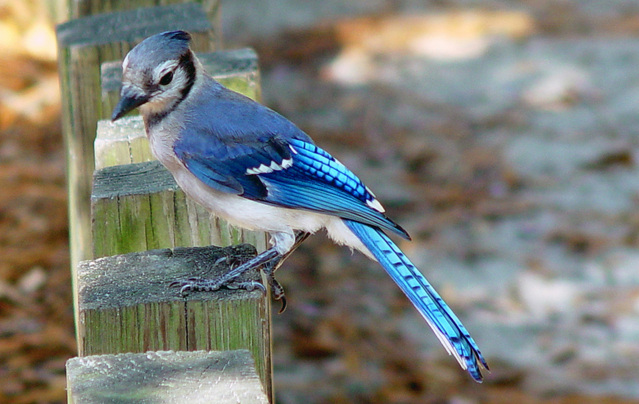 9 Fascinating Facts About Blue Jay Birds - The Fact Site