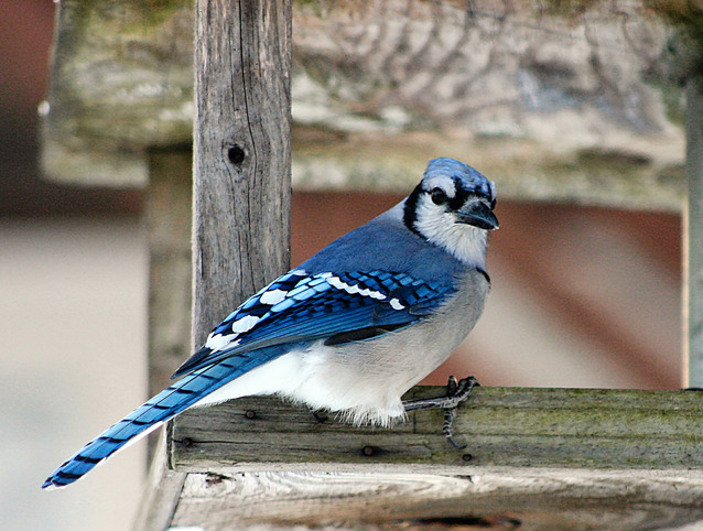 9 Fascinating Facts About Blue Jay Birds - The Fact Site